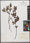 Foto von Salix L.